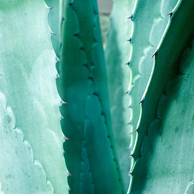 Agave Tequiliana Inulin