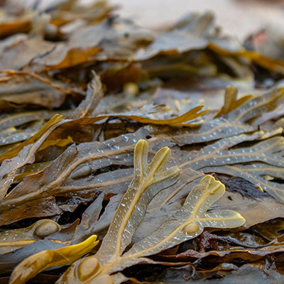 Closeup of a batch of seaweed