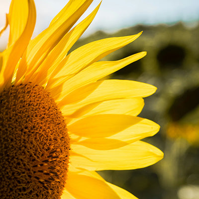 Closeup of Sunflower
